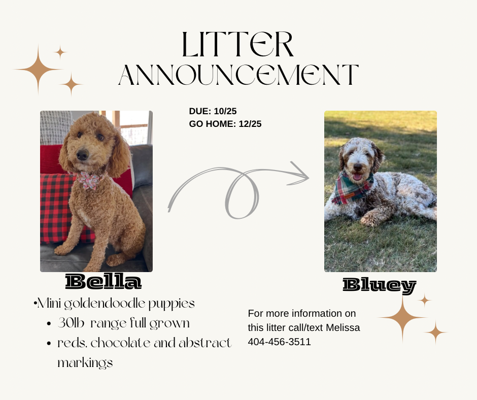 Bella and Bluey's MINI GOLDENDOODLE PUPPIES (GO HOME DECEMBER  12/21/25)