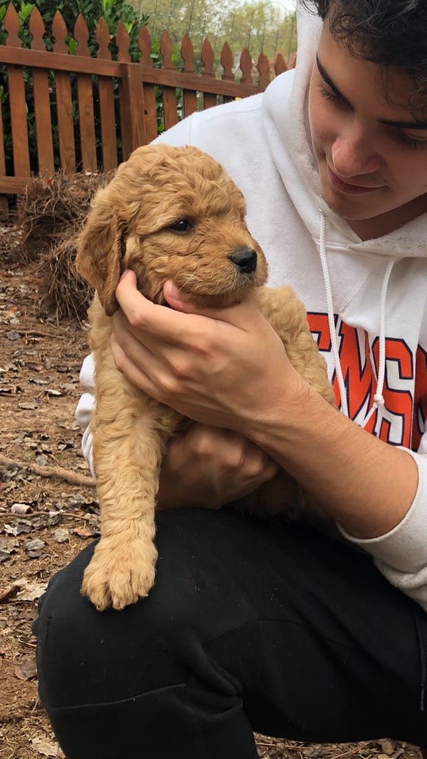 Puppies from May 2022