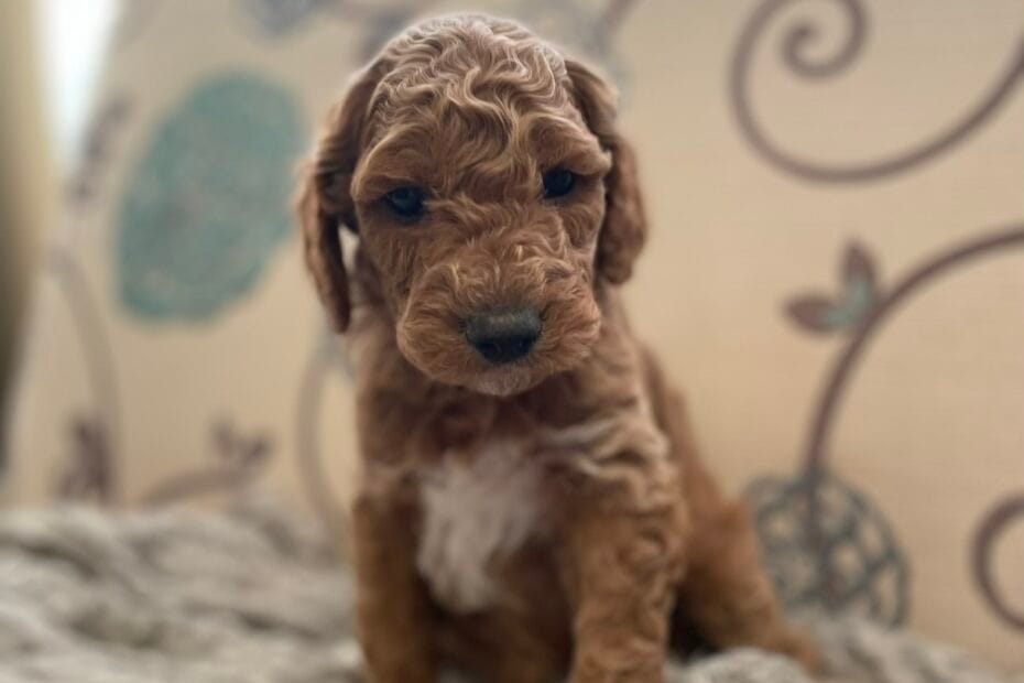 Puppies from March 2022