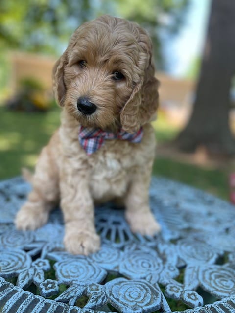 Puppies from May 2022