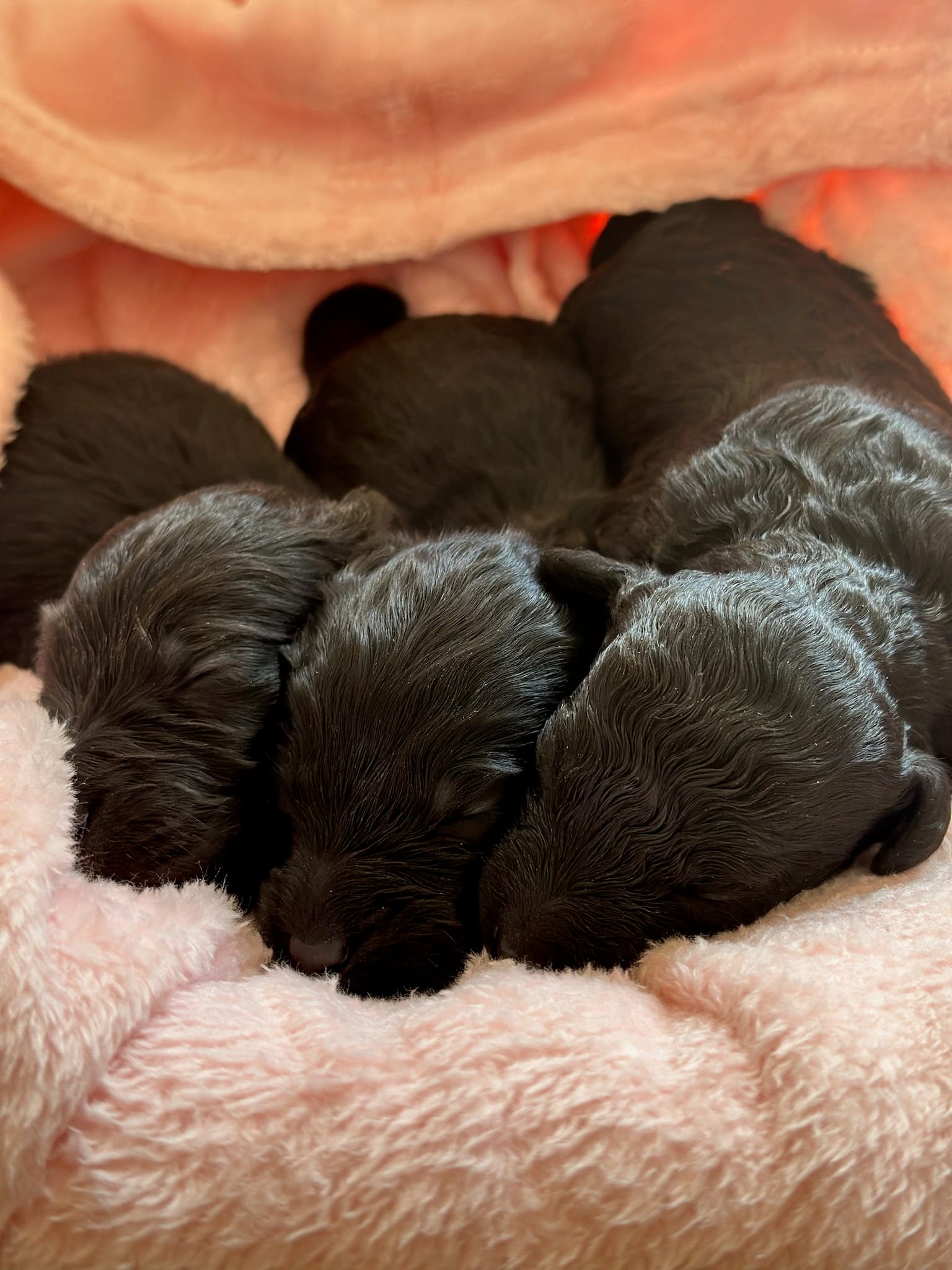 Puppies from December 2022