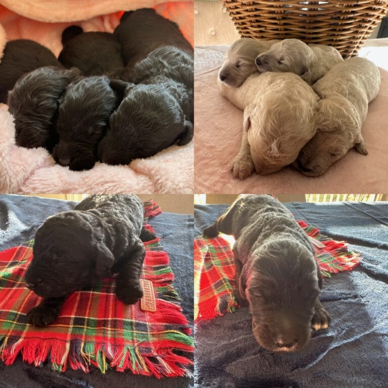 Puppies from December 2022