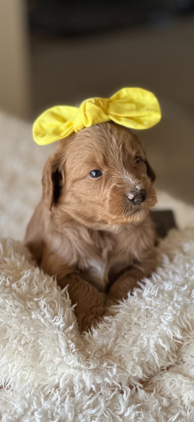 Puppies from December 2022