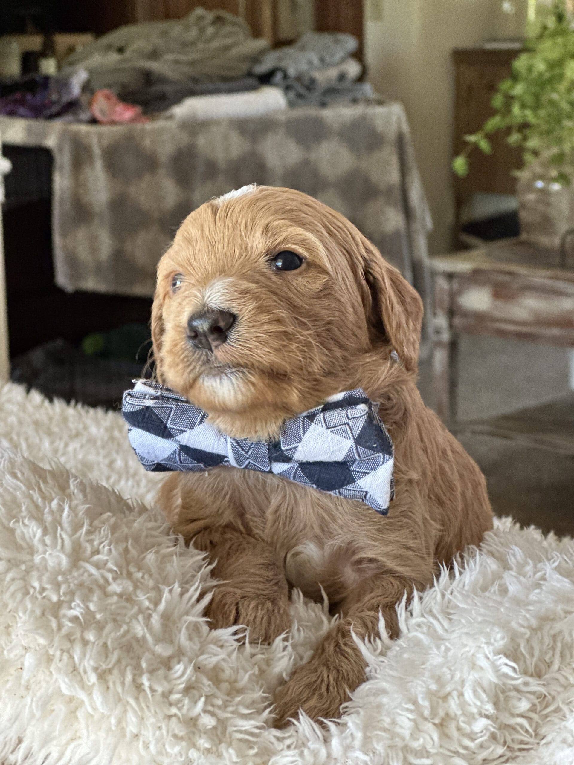 Puppies from December 2022