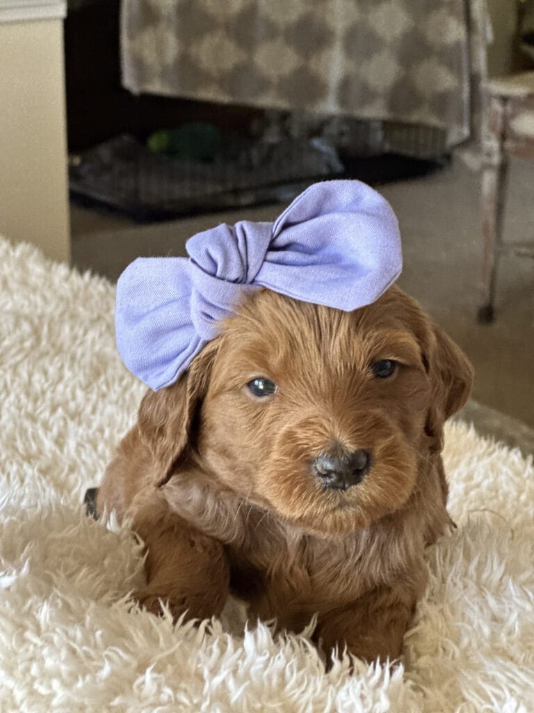 Puppies from December 2022