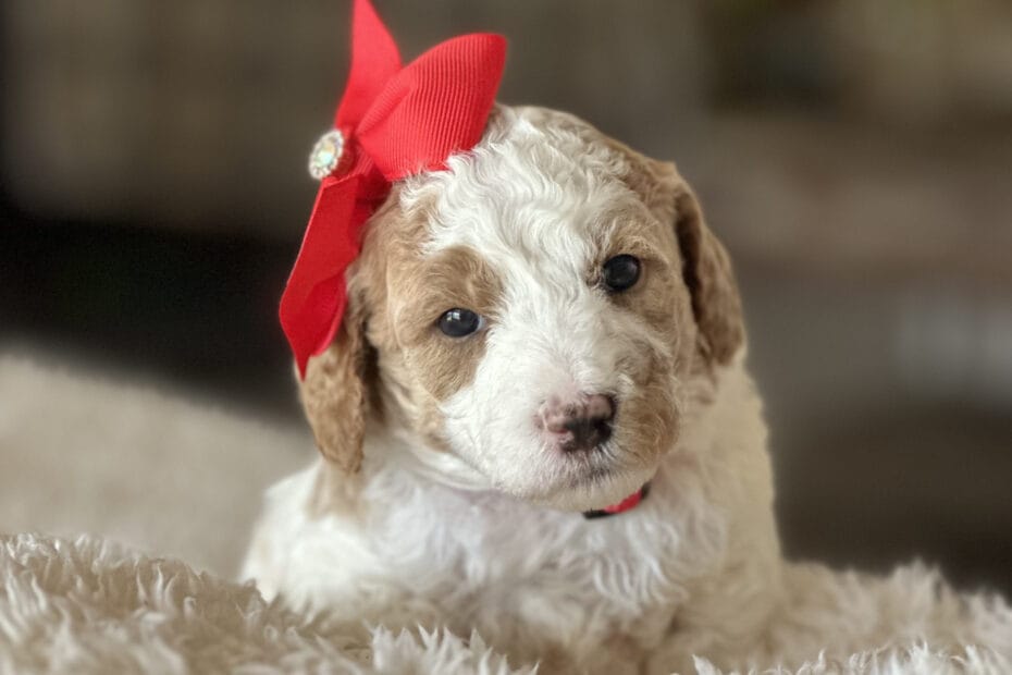 Puppies from December 2022