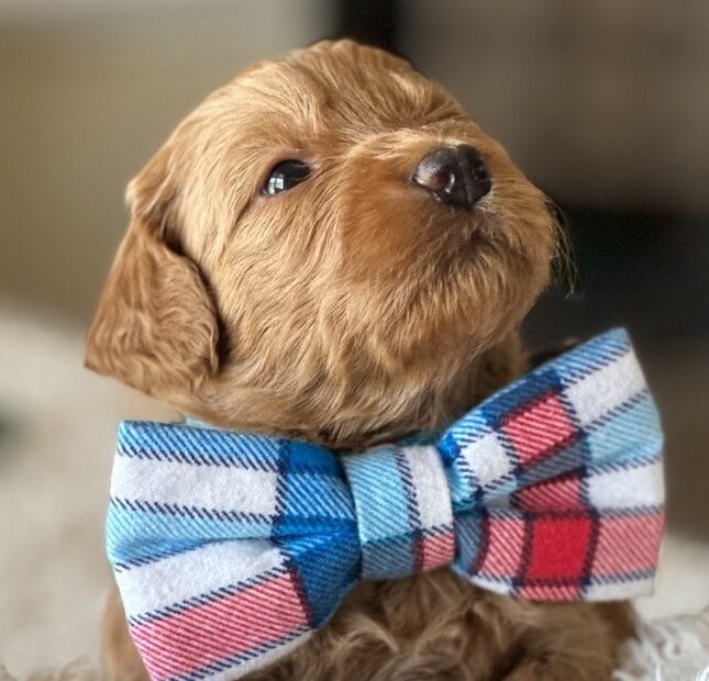 Puppies from December 2022