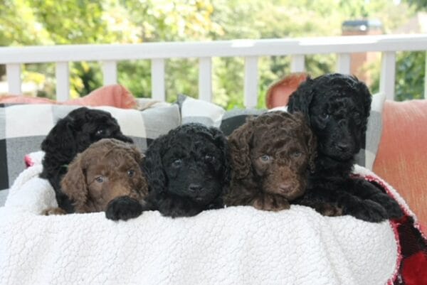 Puppies from March 2022