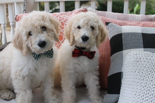 Puppies from January 2022