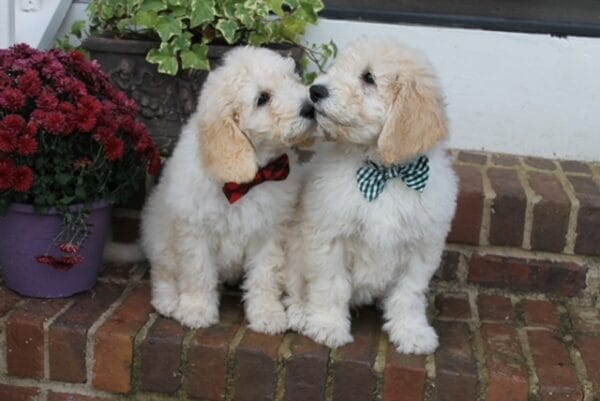 Puppies from March 2022