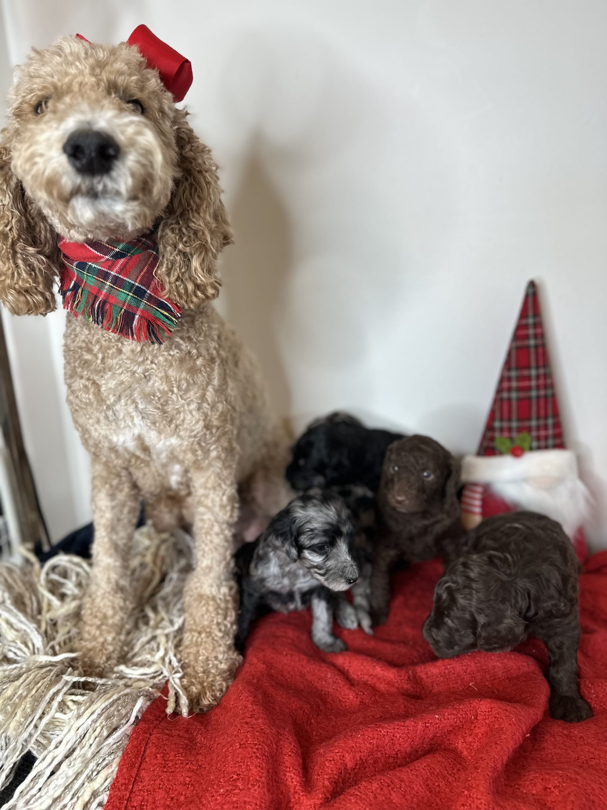 Bella and Bluey's MINI GOLDENDOODLE PUPPIES (GO HOME DECEMBER  12/21/25)