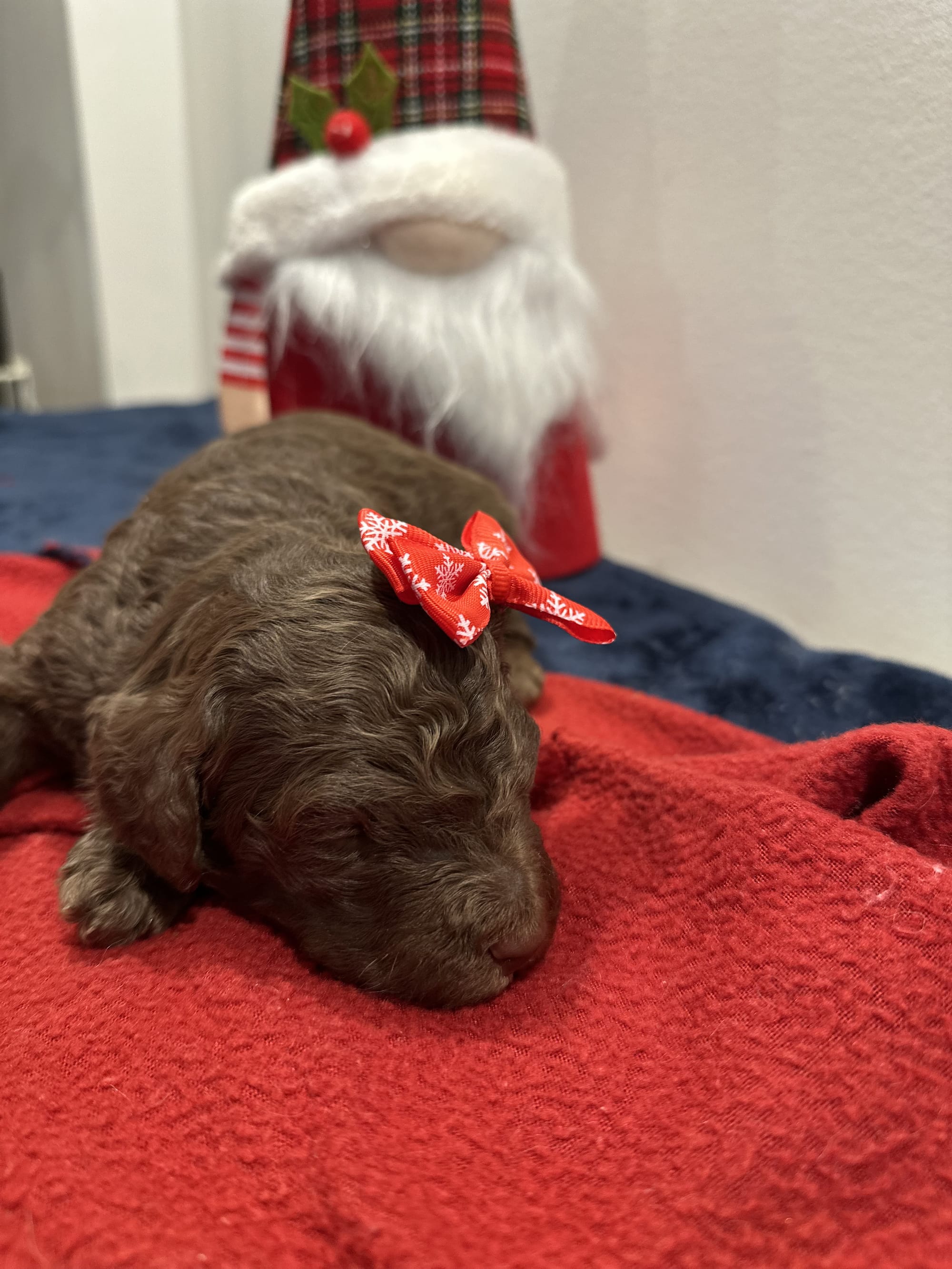 Bella and Blueys medium goldendoodle puppies (go home 12/21/25)