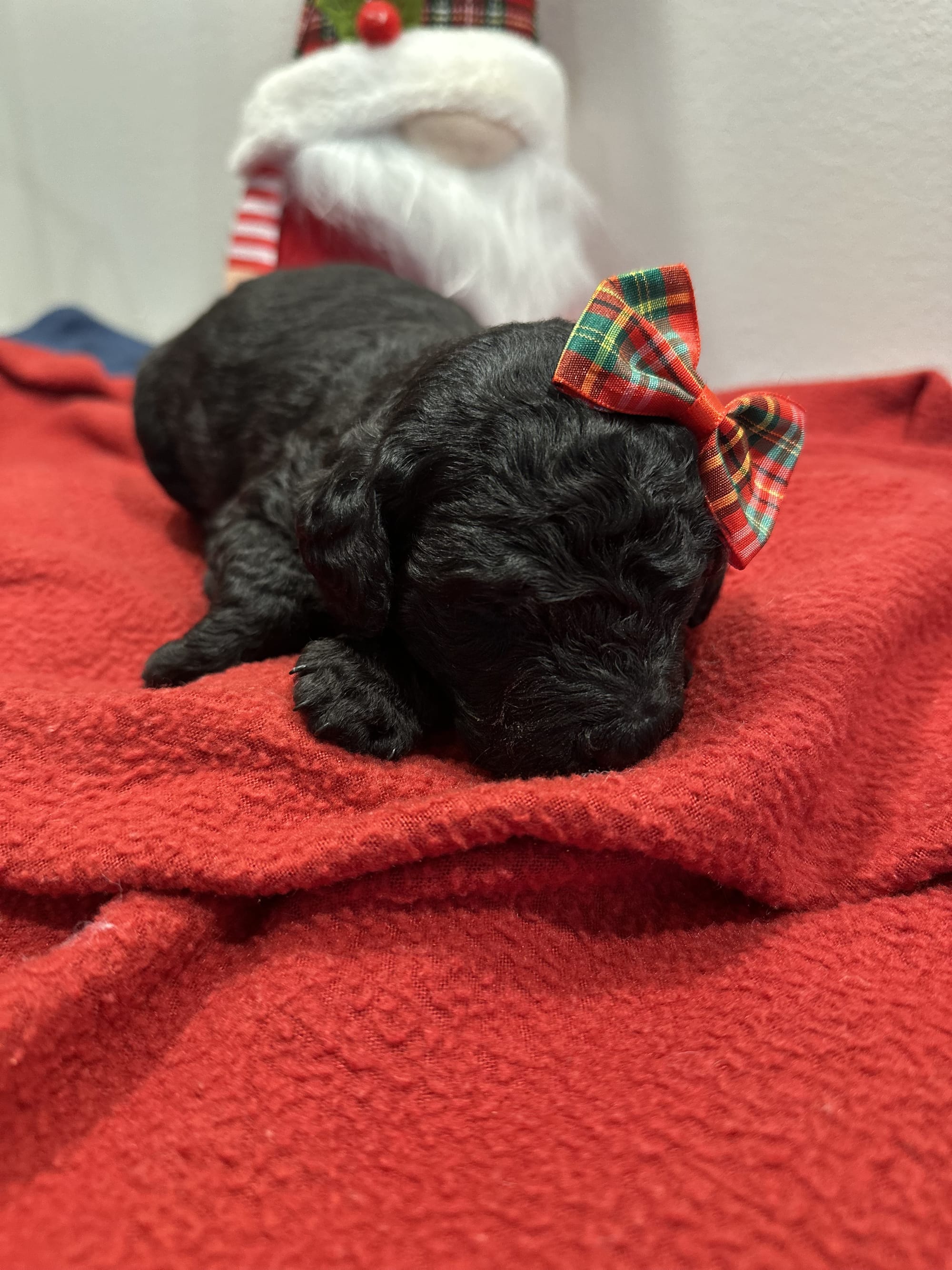 Bella and Blueys medium goldendoodle puppies (go home 12/21/25)