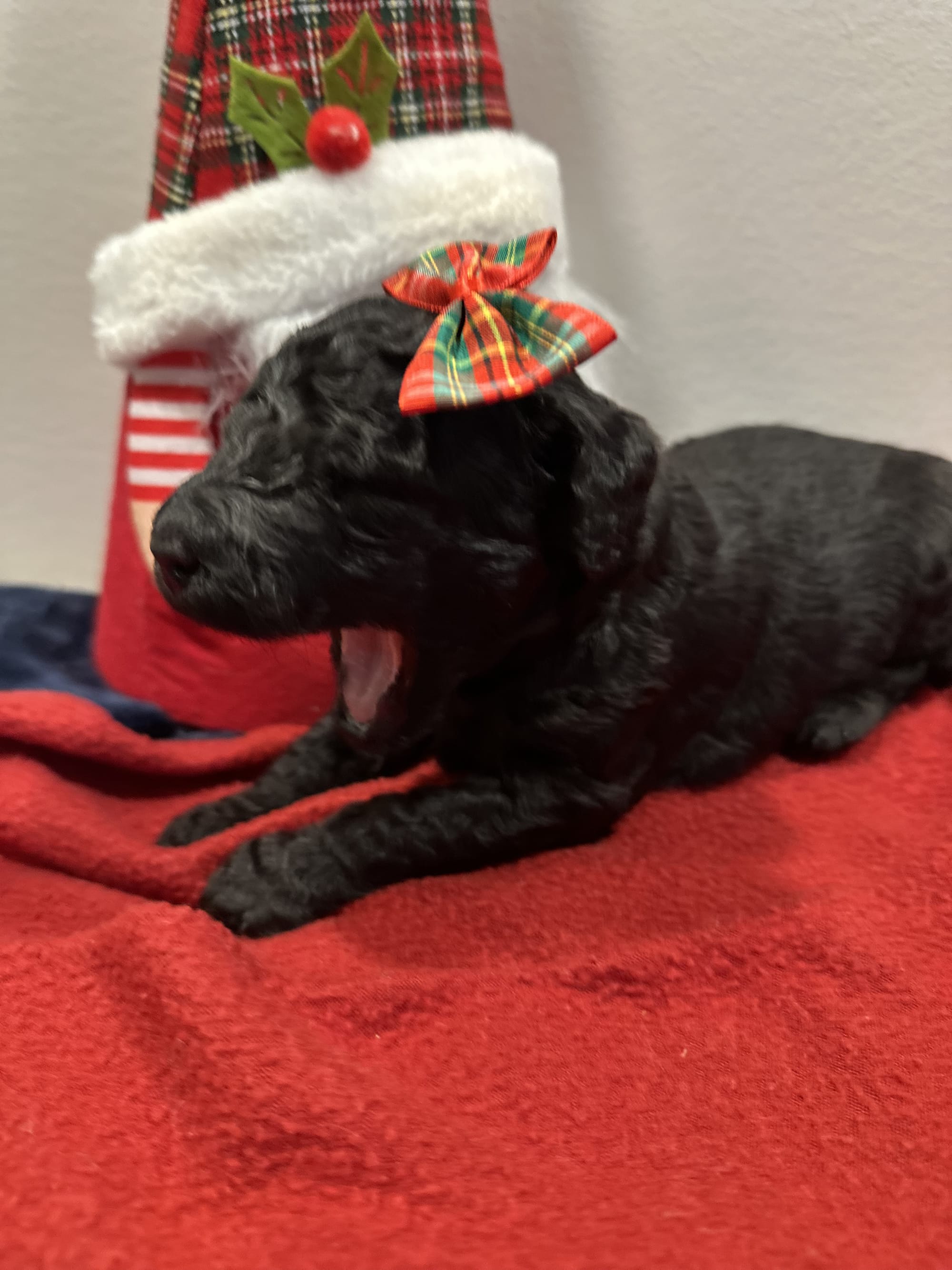 Bella and Blueys medium goldendoodle puppies (go home 12/21/25)