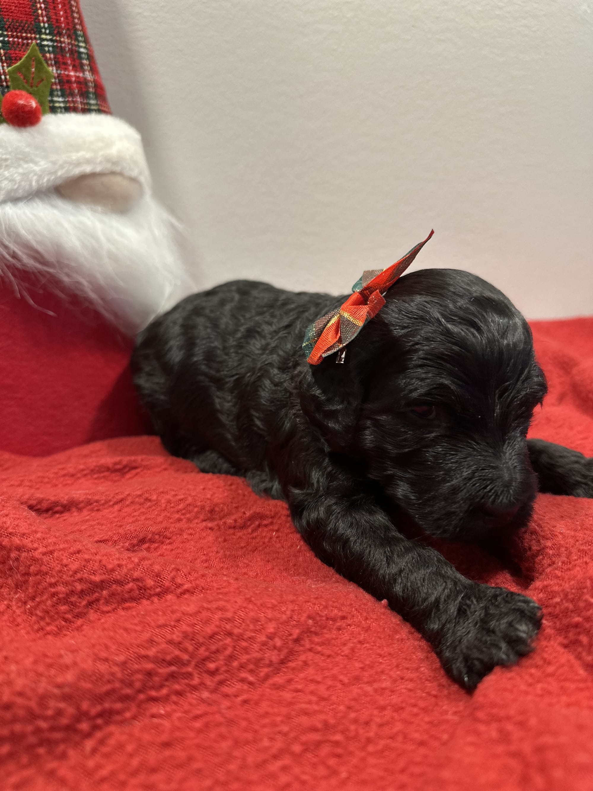 Bella and Blueys medium goldendoodle puppies (go home 12/21/25)