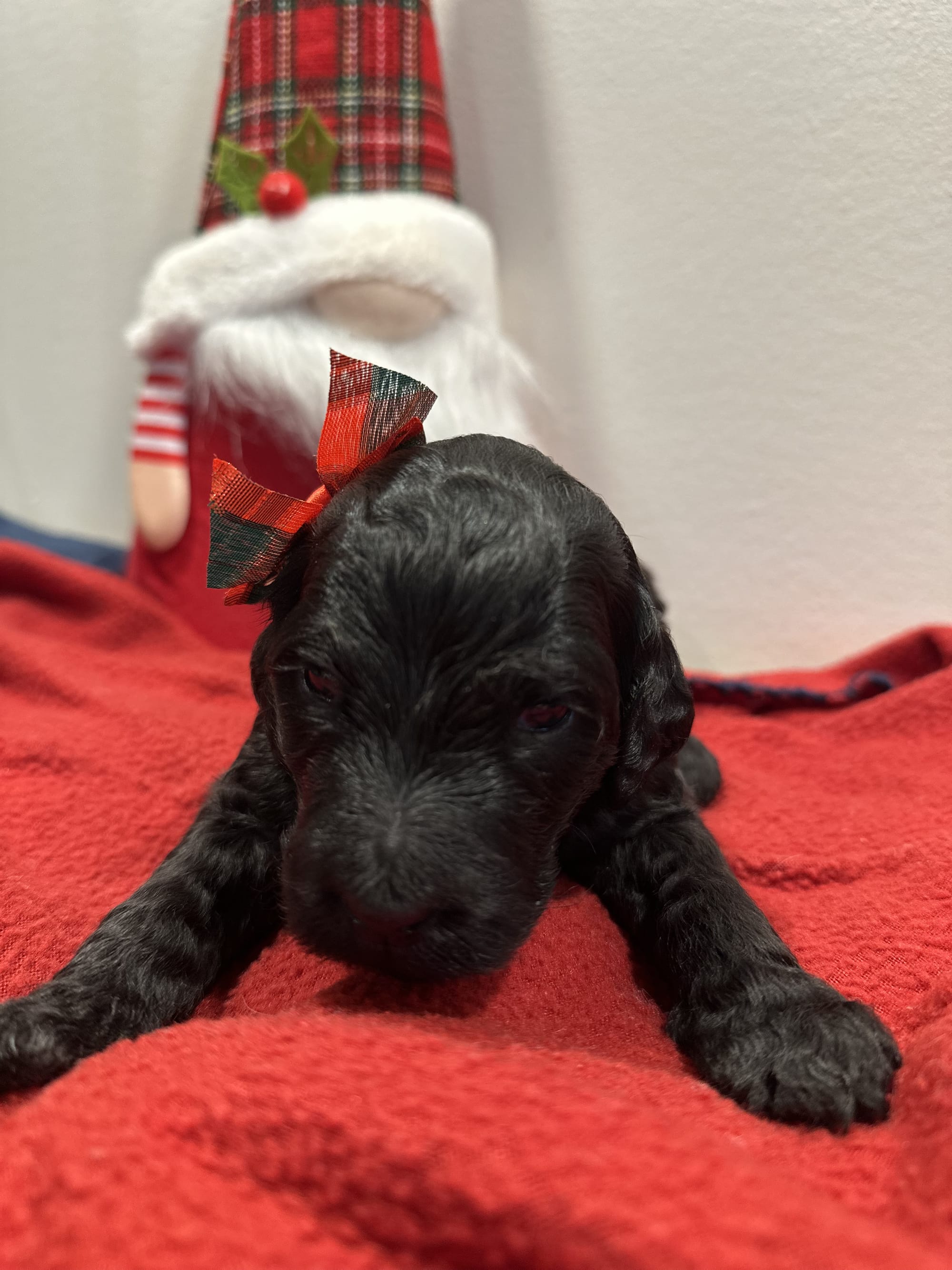 Bella and Blueys medium goldendoodle puppies (go home 12/21/25)