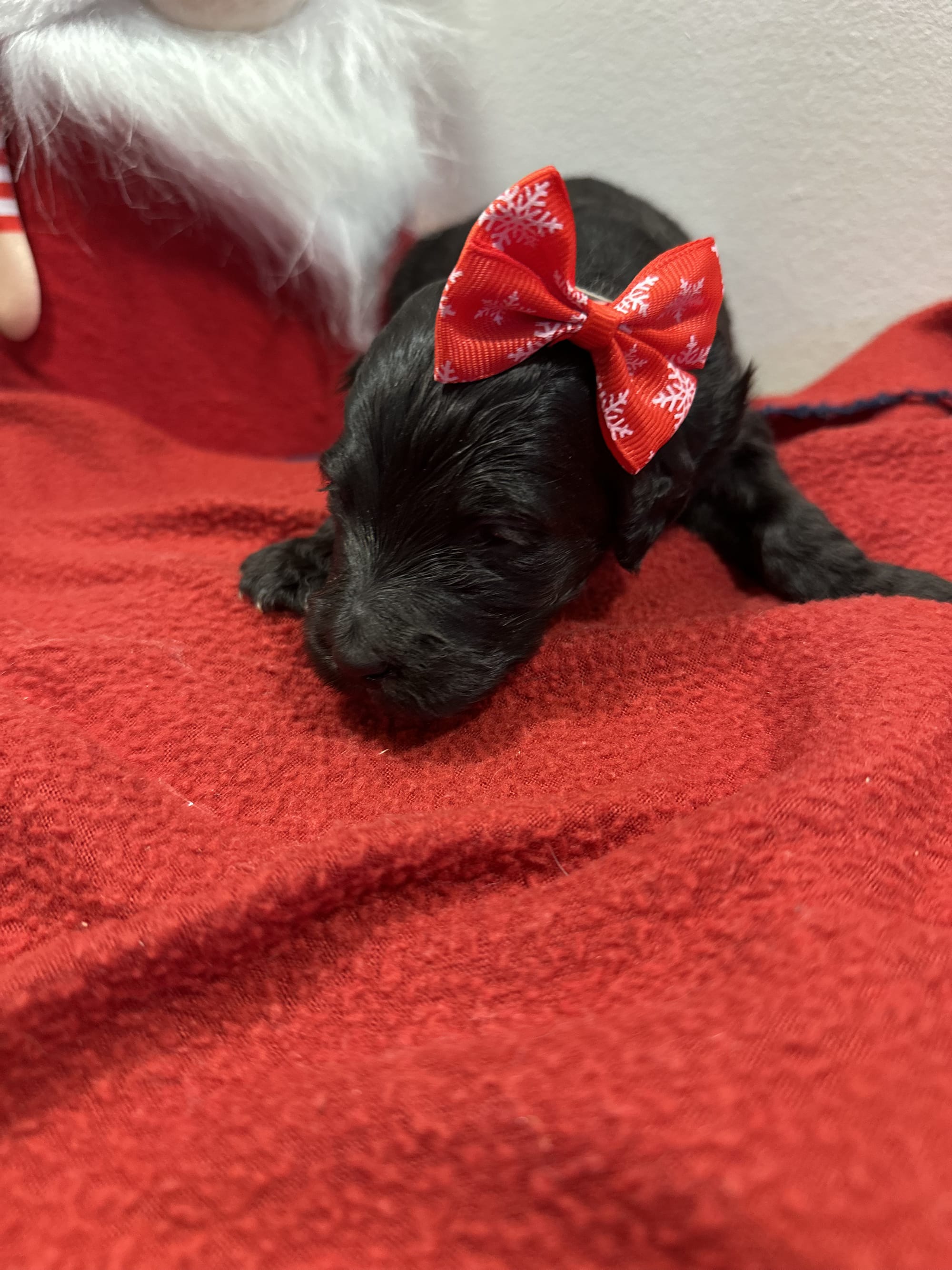Bella and Blueys medium goldendoodle puppies (go home 12/21/25)