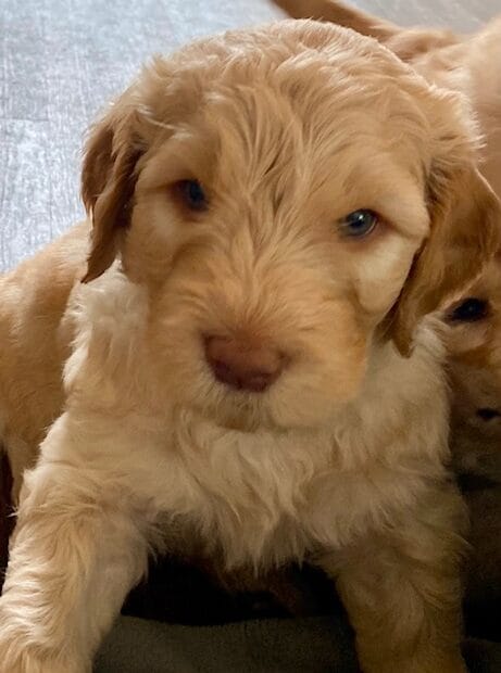 Puppies from March 2022