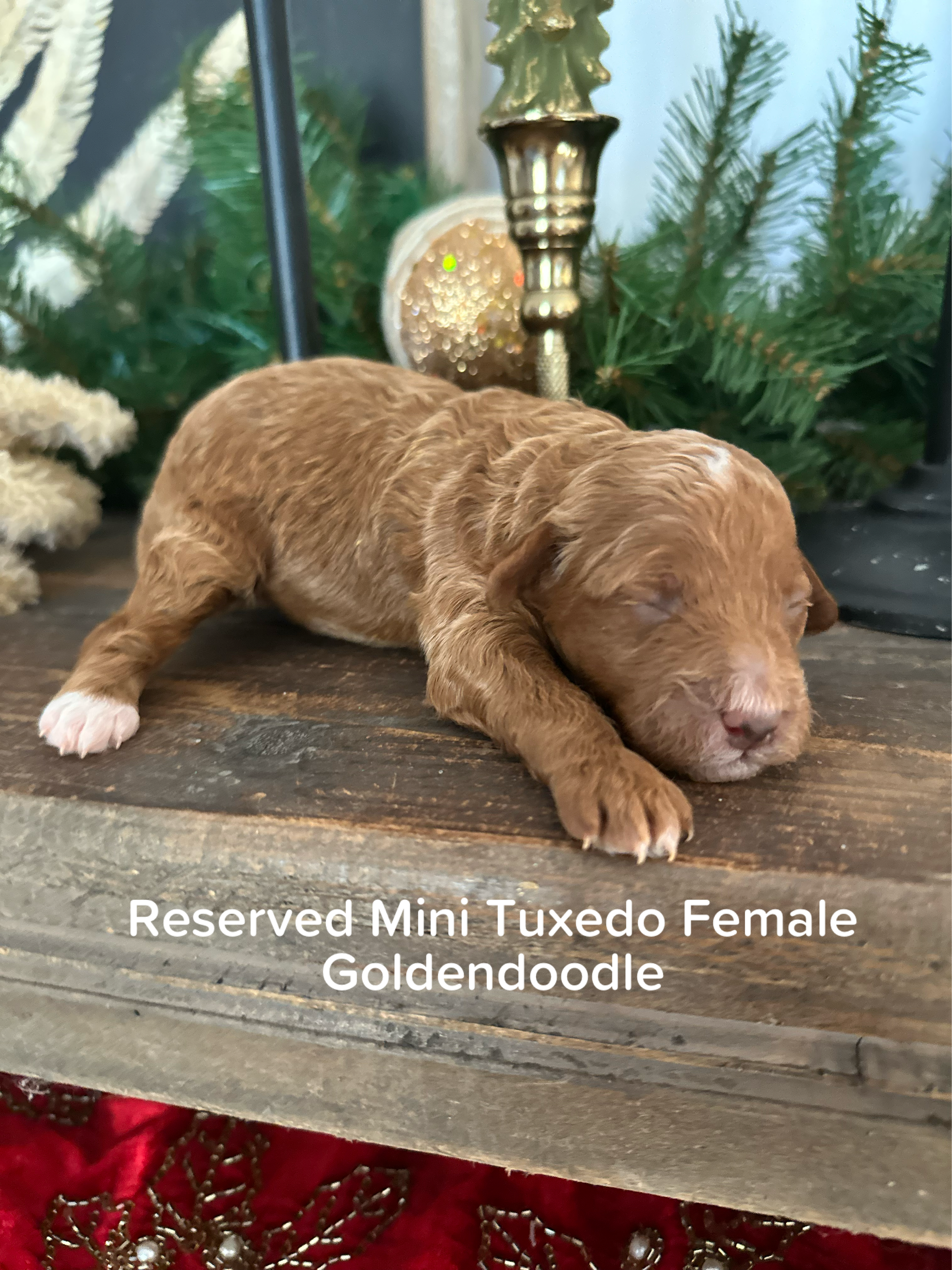 CHERRY'S MINI GOLDENDOODLE PUPPIES (GO HOME JANUARY 10 2026)