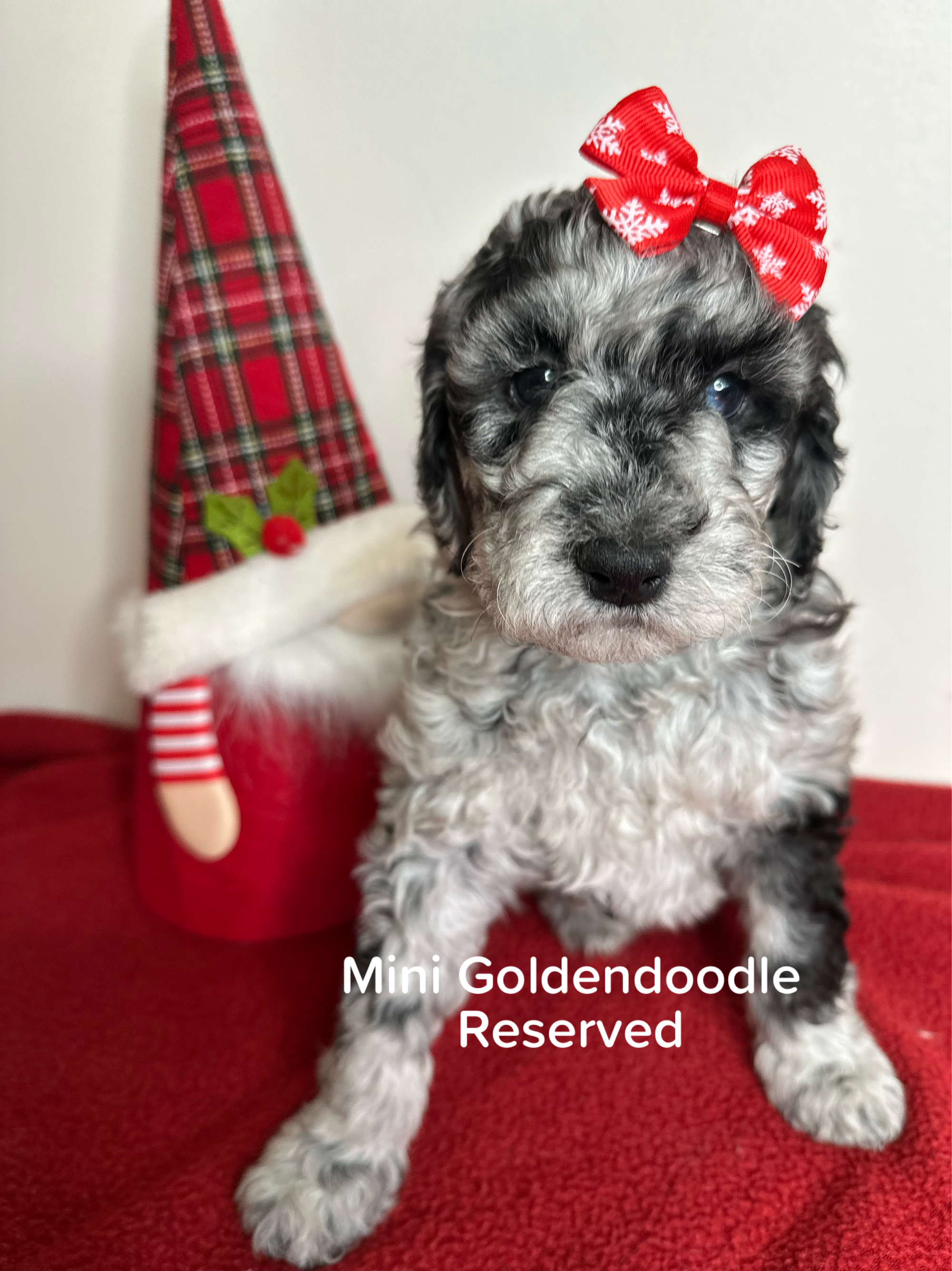 Bella and Bluey's MINI GOLDENDOODLE PUPPIES (GO HOME DECEMBER  12/21/25)