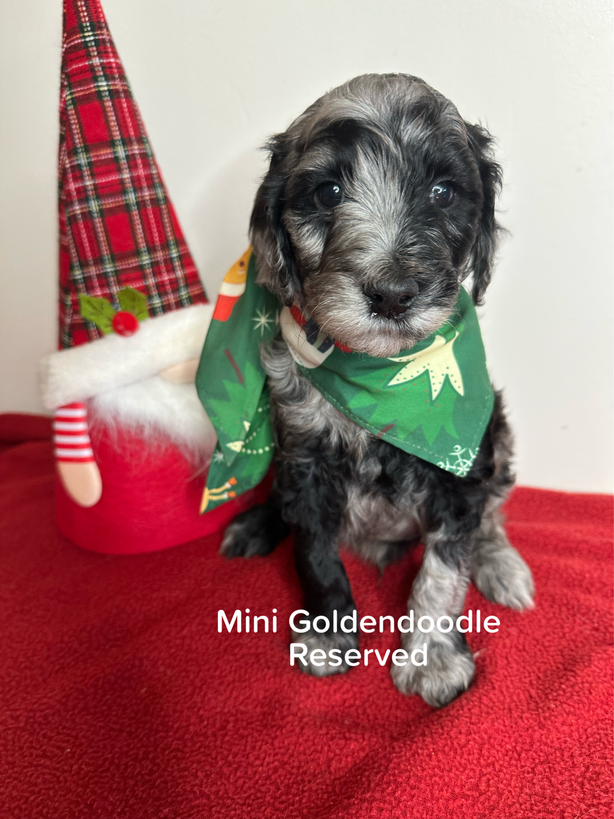 Bella and Bluey's MINI GOLDENDOODLE PUPPIES (GO HOME DECEMBER  12/21/25)