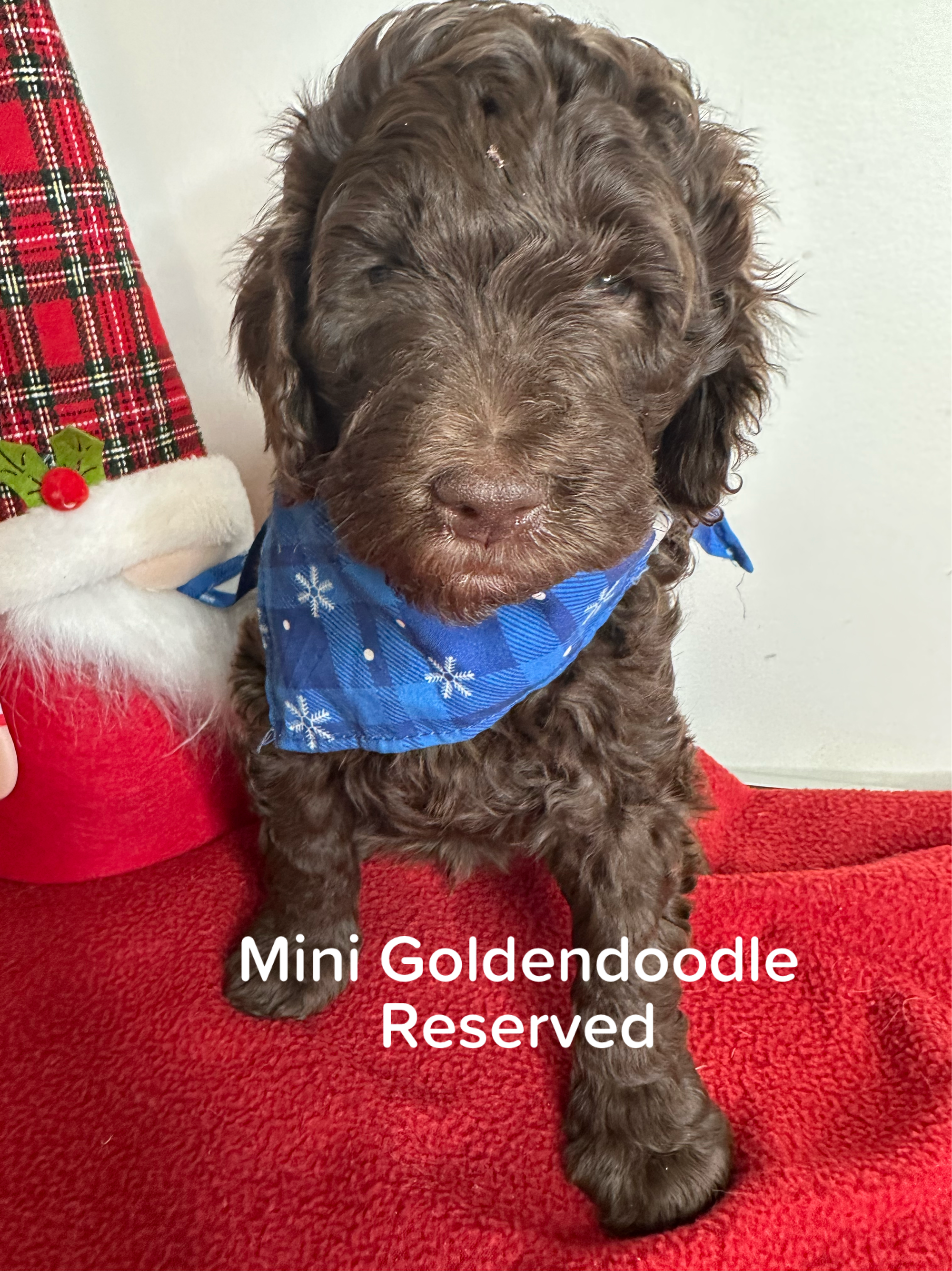 Bella and Bluey's MINI GOLDENDOODLE PUPPIES (GO HOME DECEMBER  12/21/25)