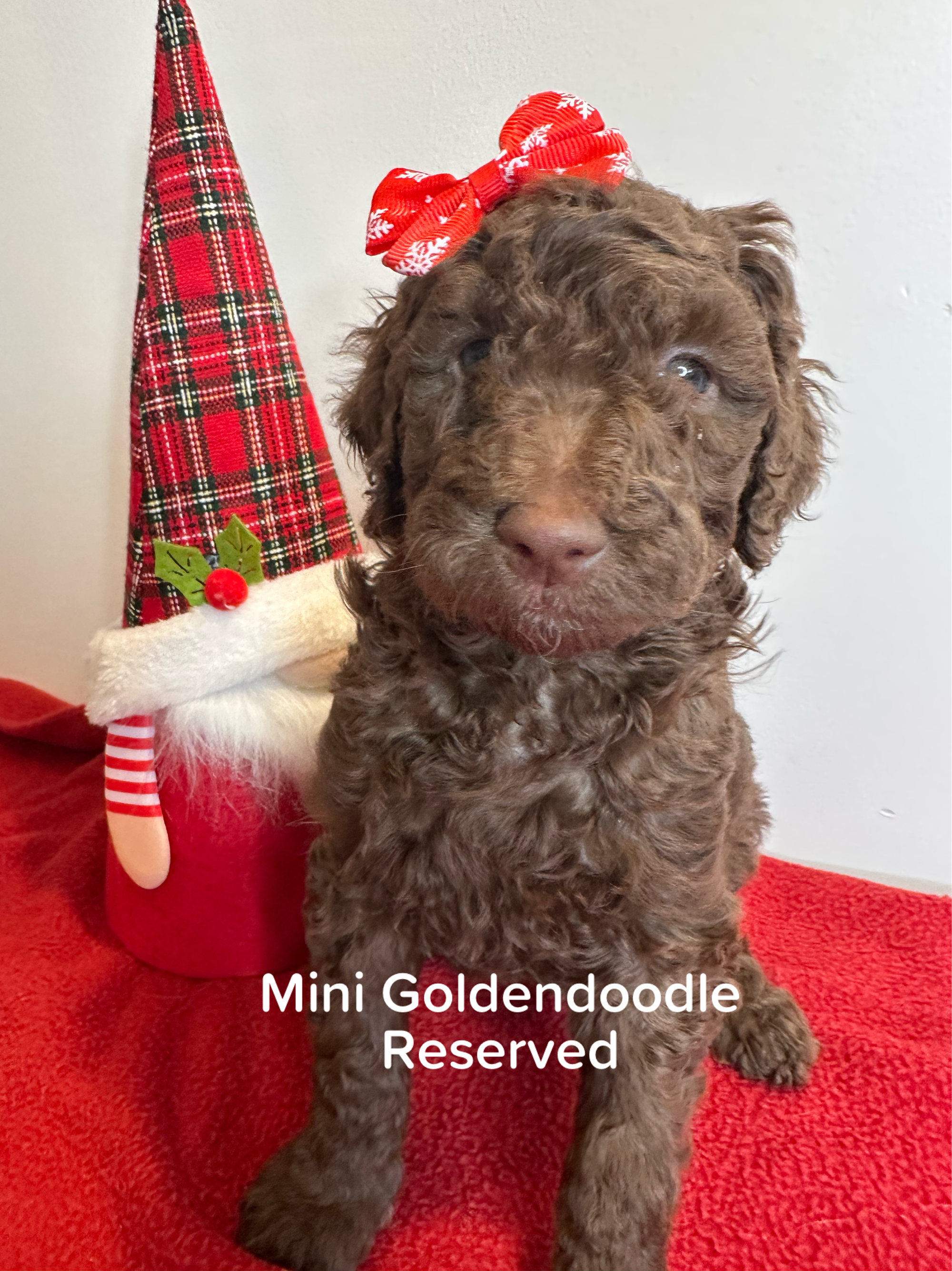 Bella and Bluey's MINI GOLDENDOODLE PUPPIES (GO HOME DECEMBER  12/21/25)
