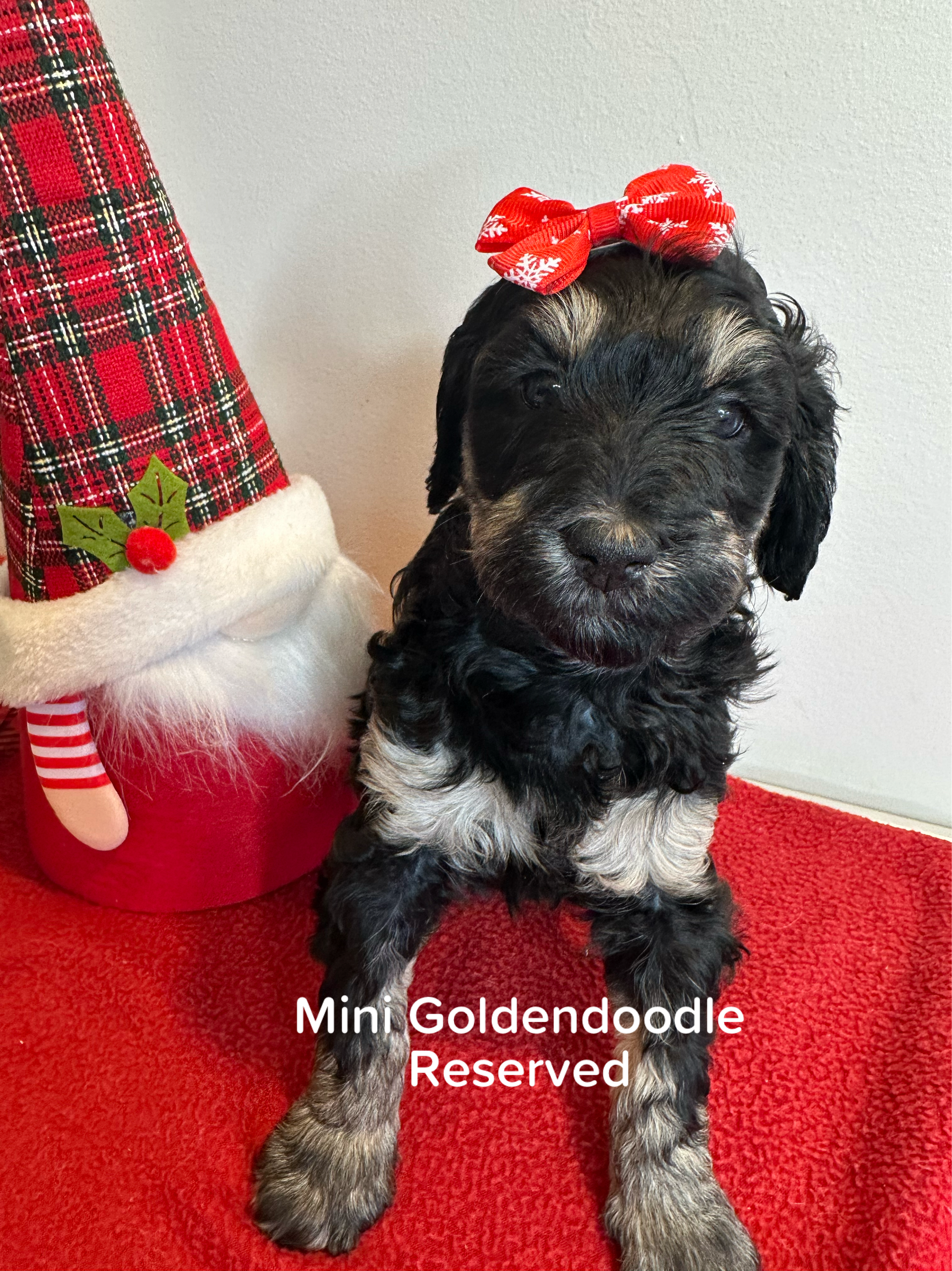 Bella and Bluey's MINI GOLDENDOODLE PUPPIES (GO HOME DECEMBER  12/21/25)