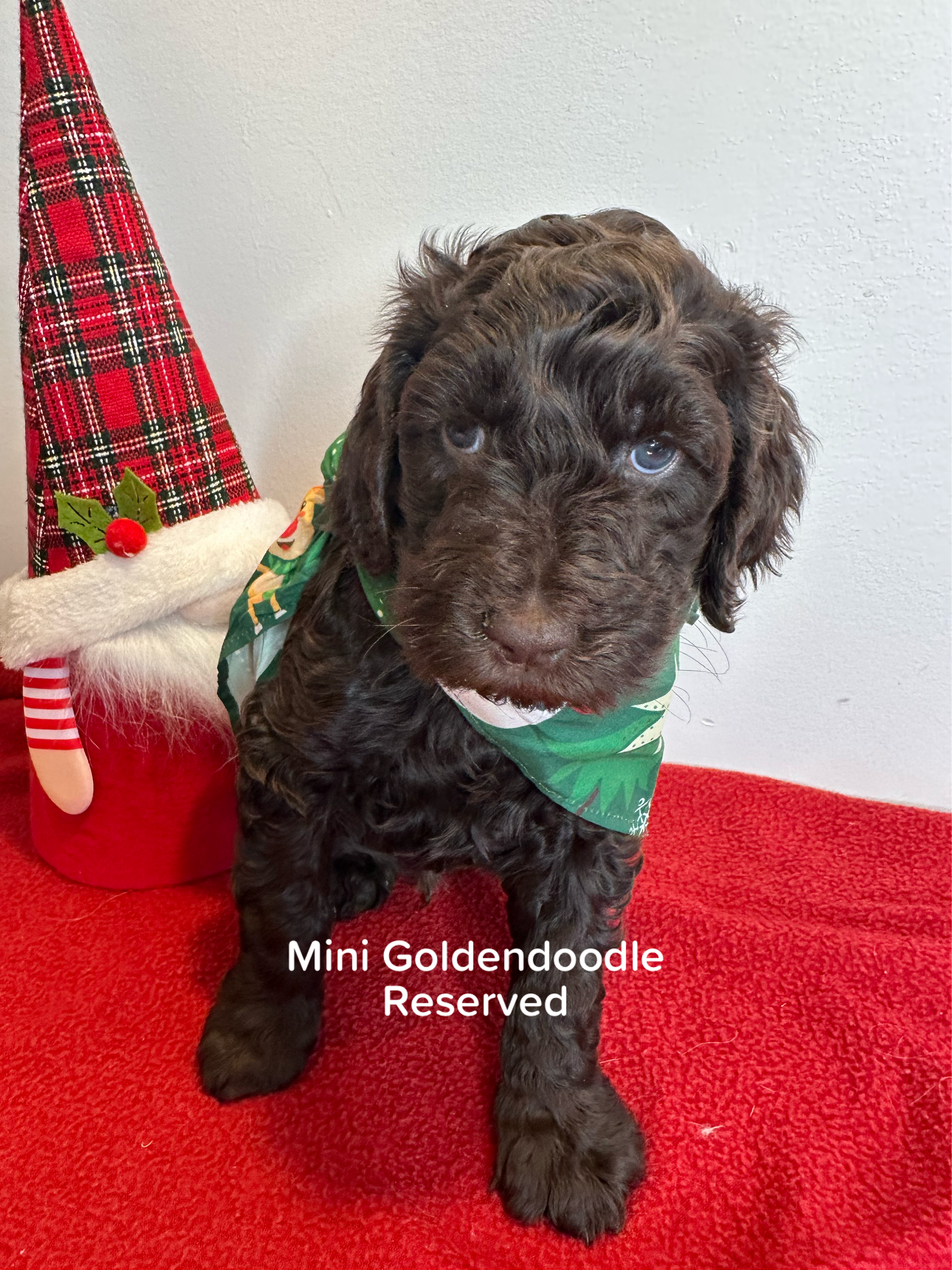 Bella and Bluey's MINI GOLDENDOODLE PUPPIES (GO HOME DECEMBER  12/21/25)