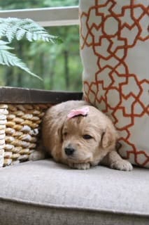 Puppies from May 2022