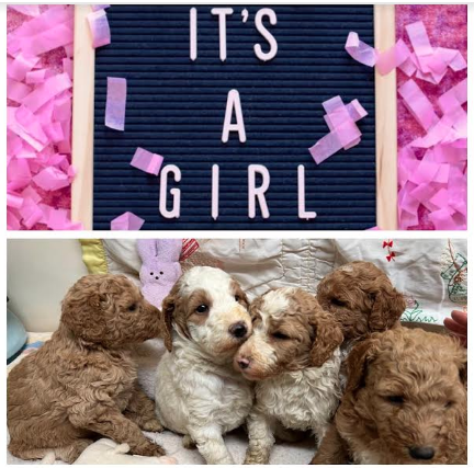 Puppies from April 2022