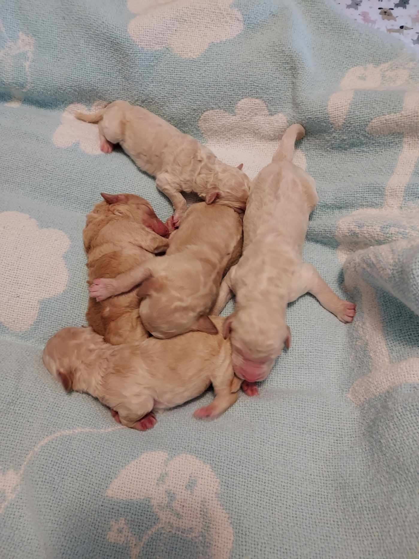 Puppies from April 2022