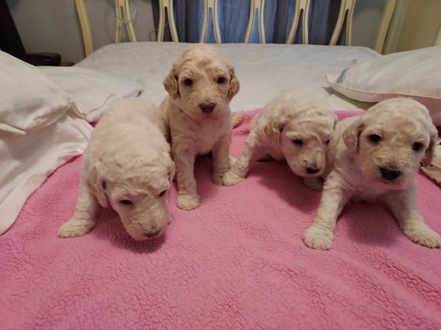 Puppies from April 2022