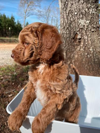 Puppies from April 2022