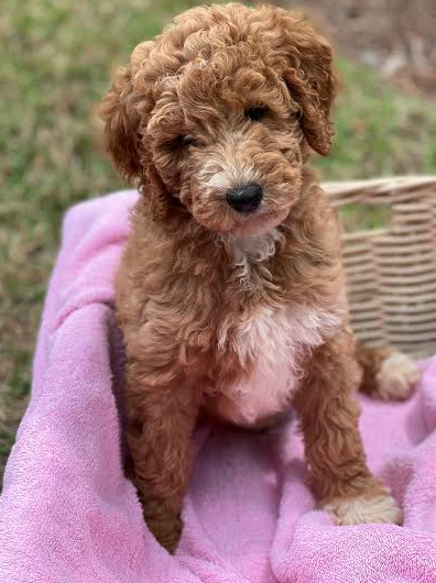 Puppies from May 2022