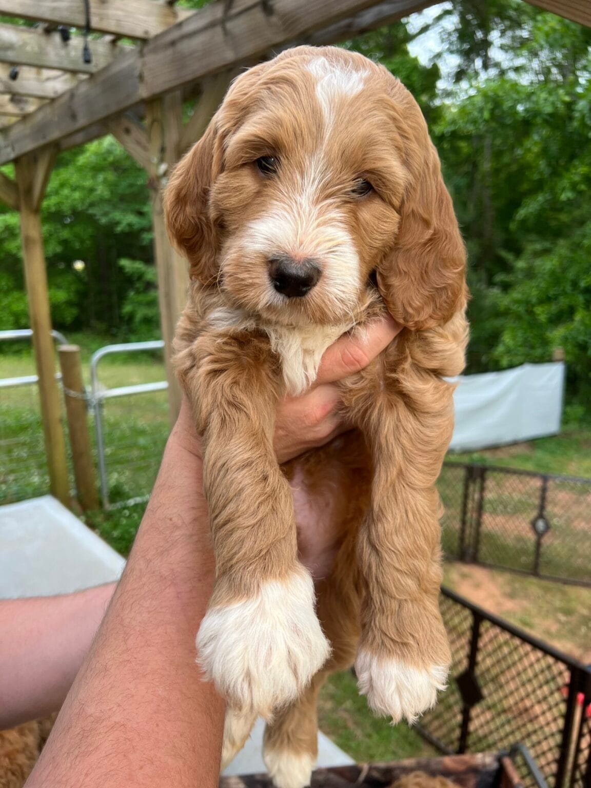 Puppies from June 2022