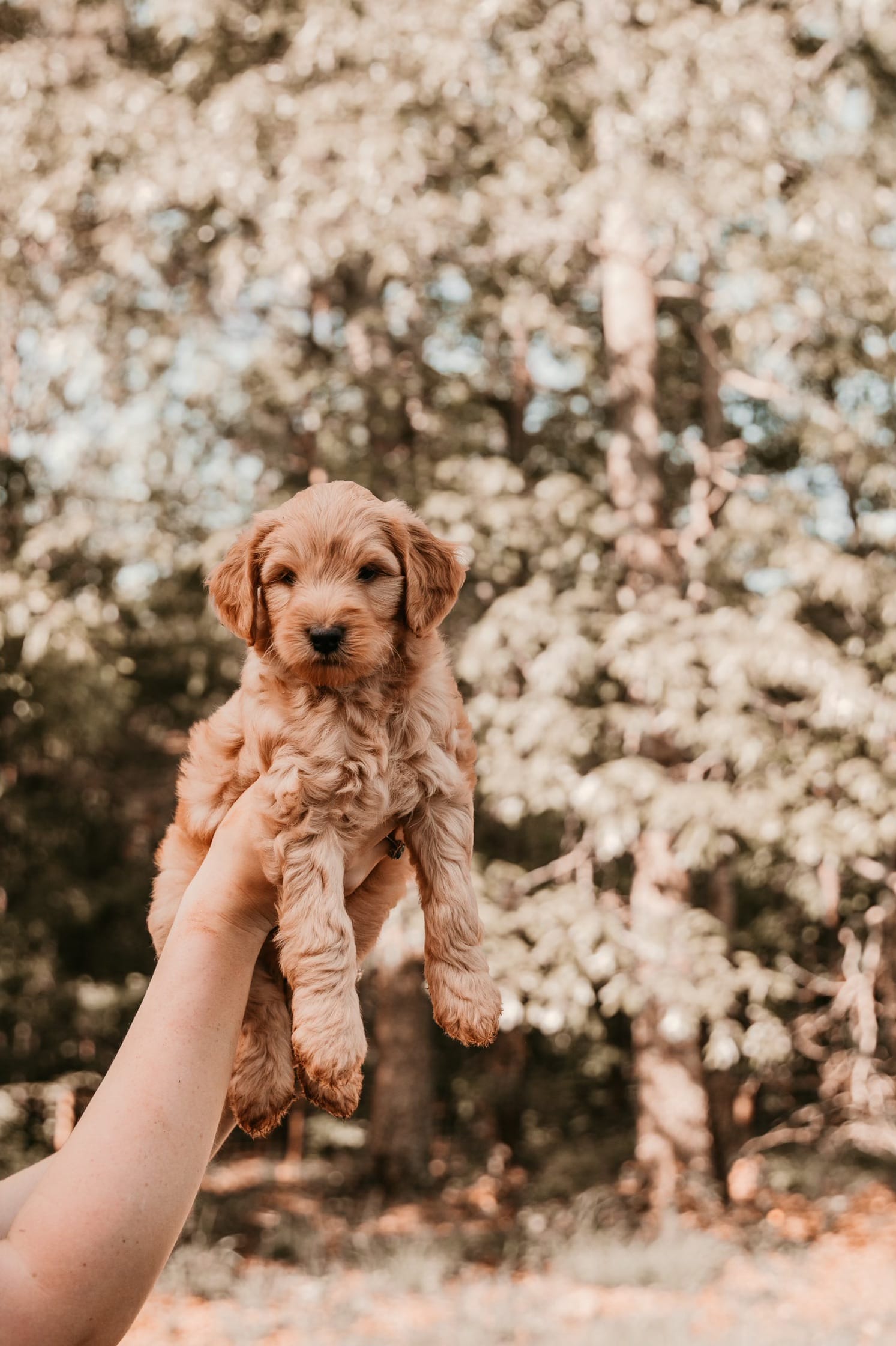 Puppies from June 2022