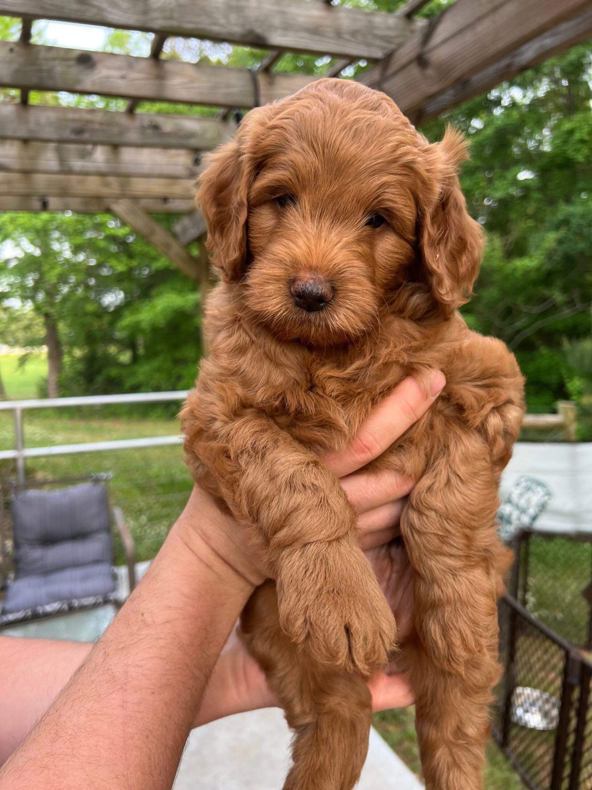 Puppies from June 2022