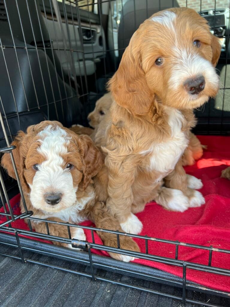Puppies from June 2022