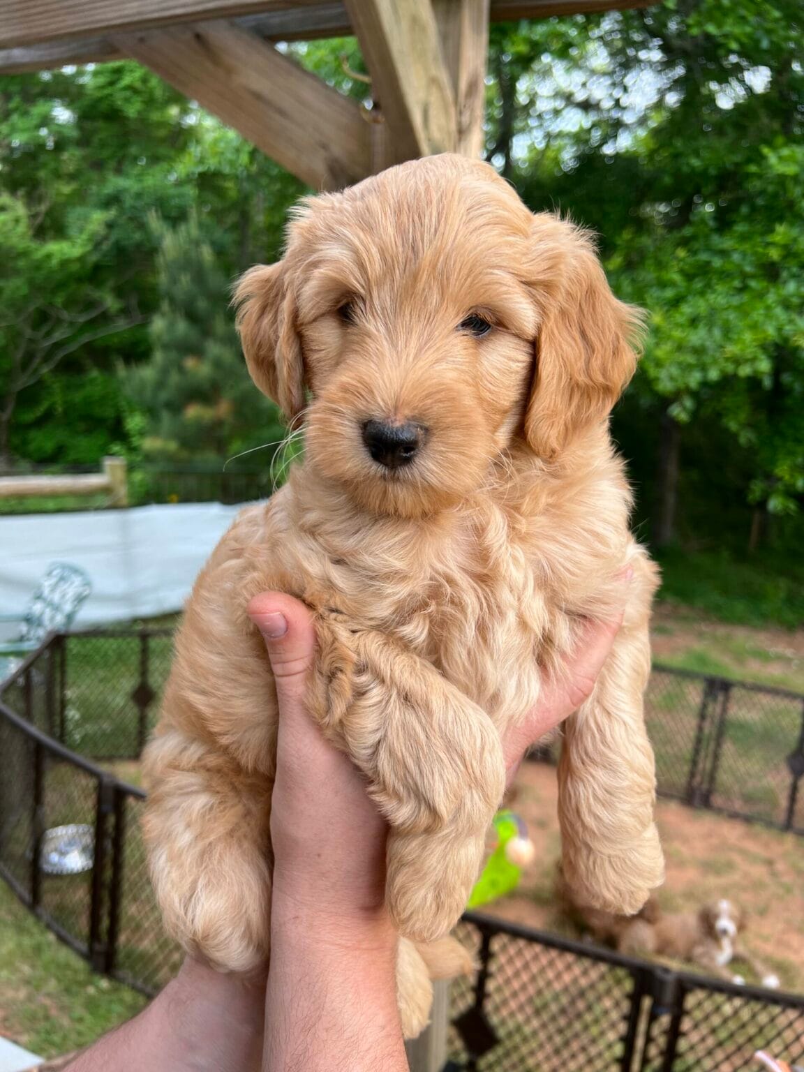 Puppies from June 2022
