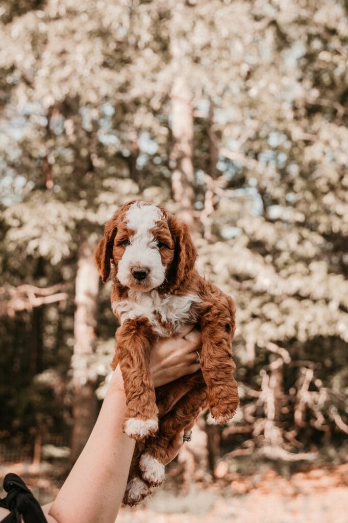 Puppies from June 2022