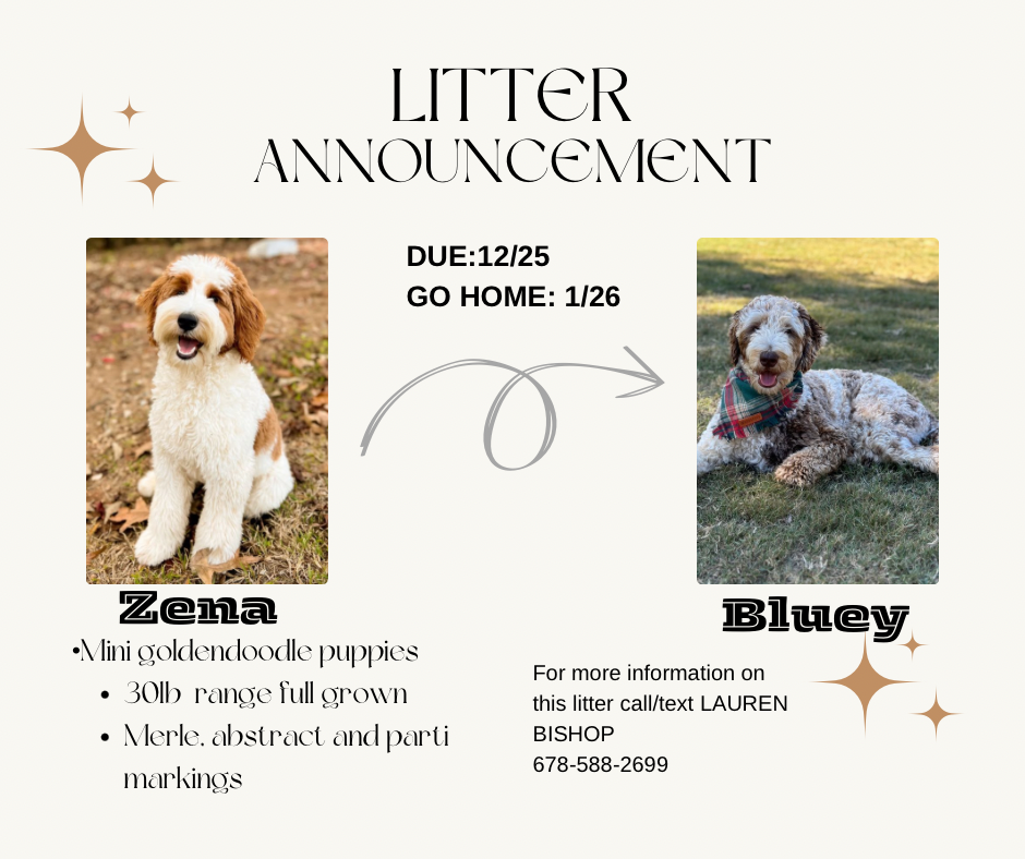 ZENA AND BLUEY'S MINI GOLDENDOODLE PAST LITTER PUPPIES