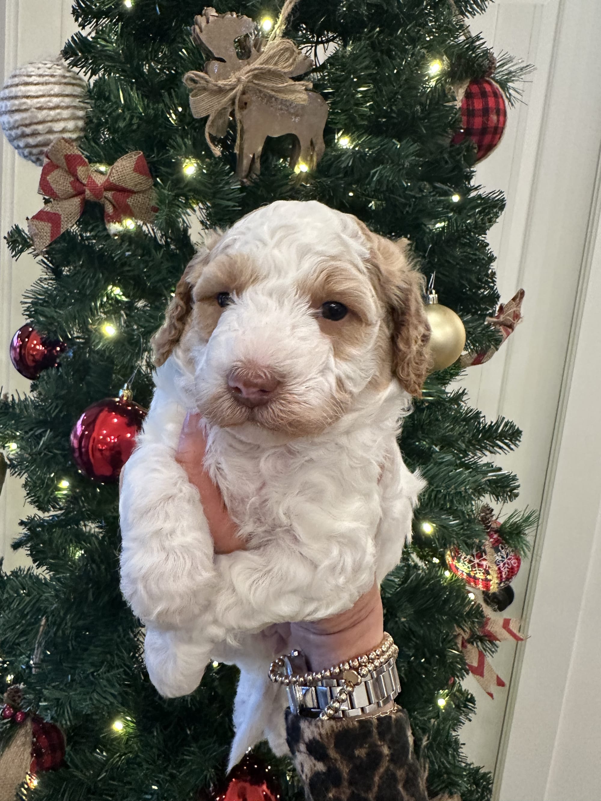 Sophie and Ernie litter December 2025