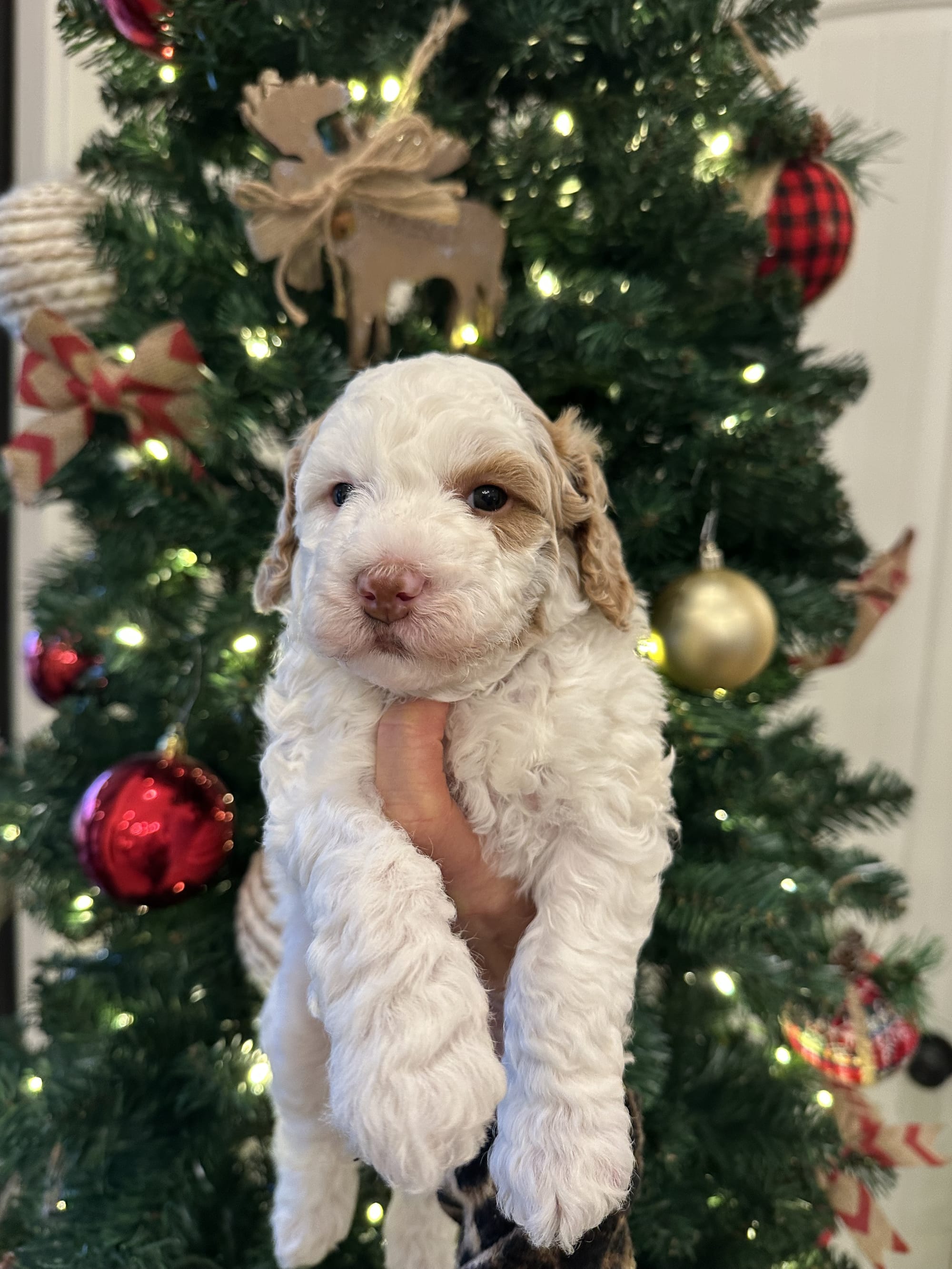 Sophie and Ernie litter December 2025