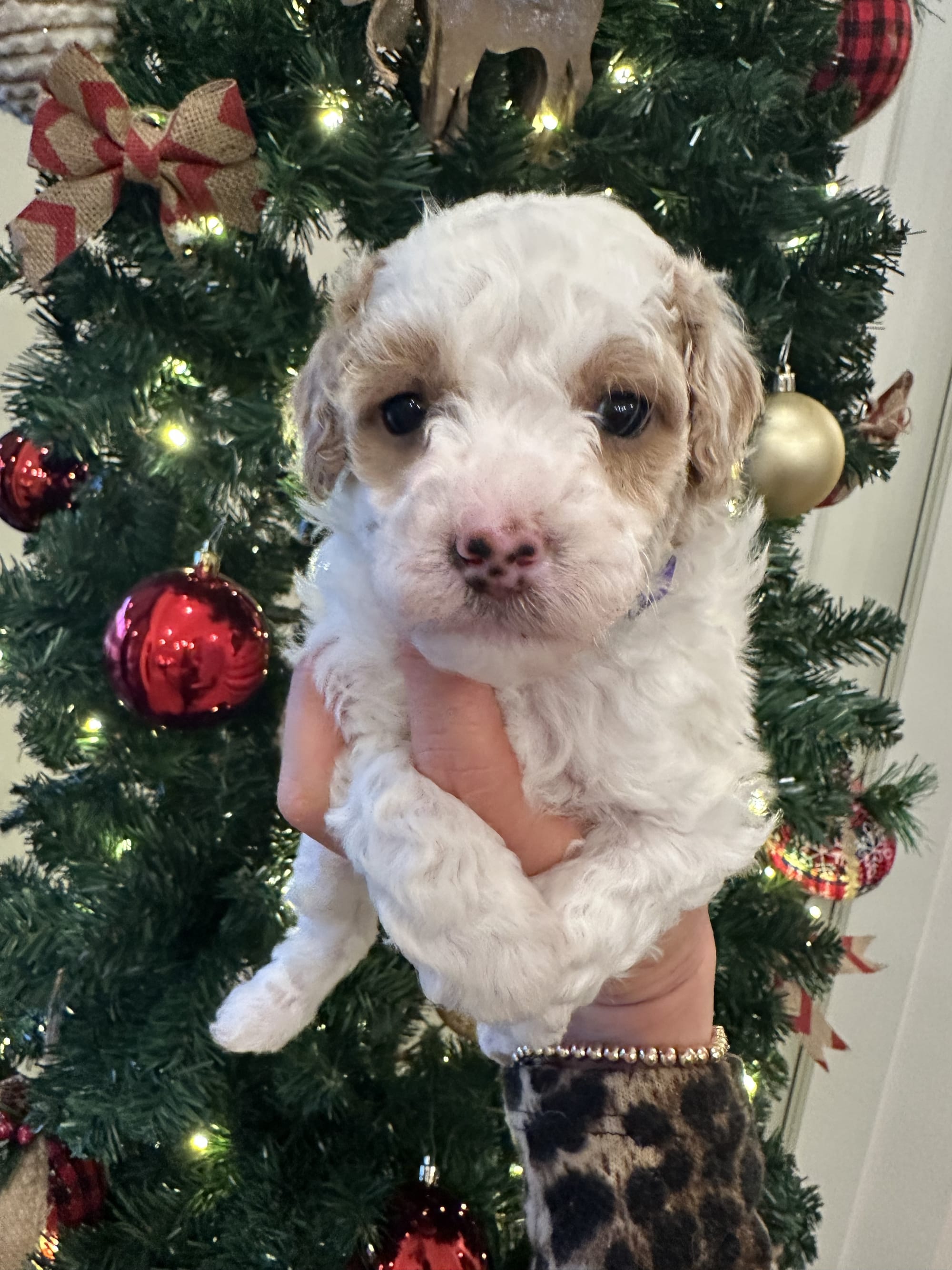 Sophie and Ernie litter December 2025