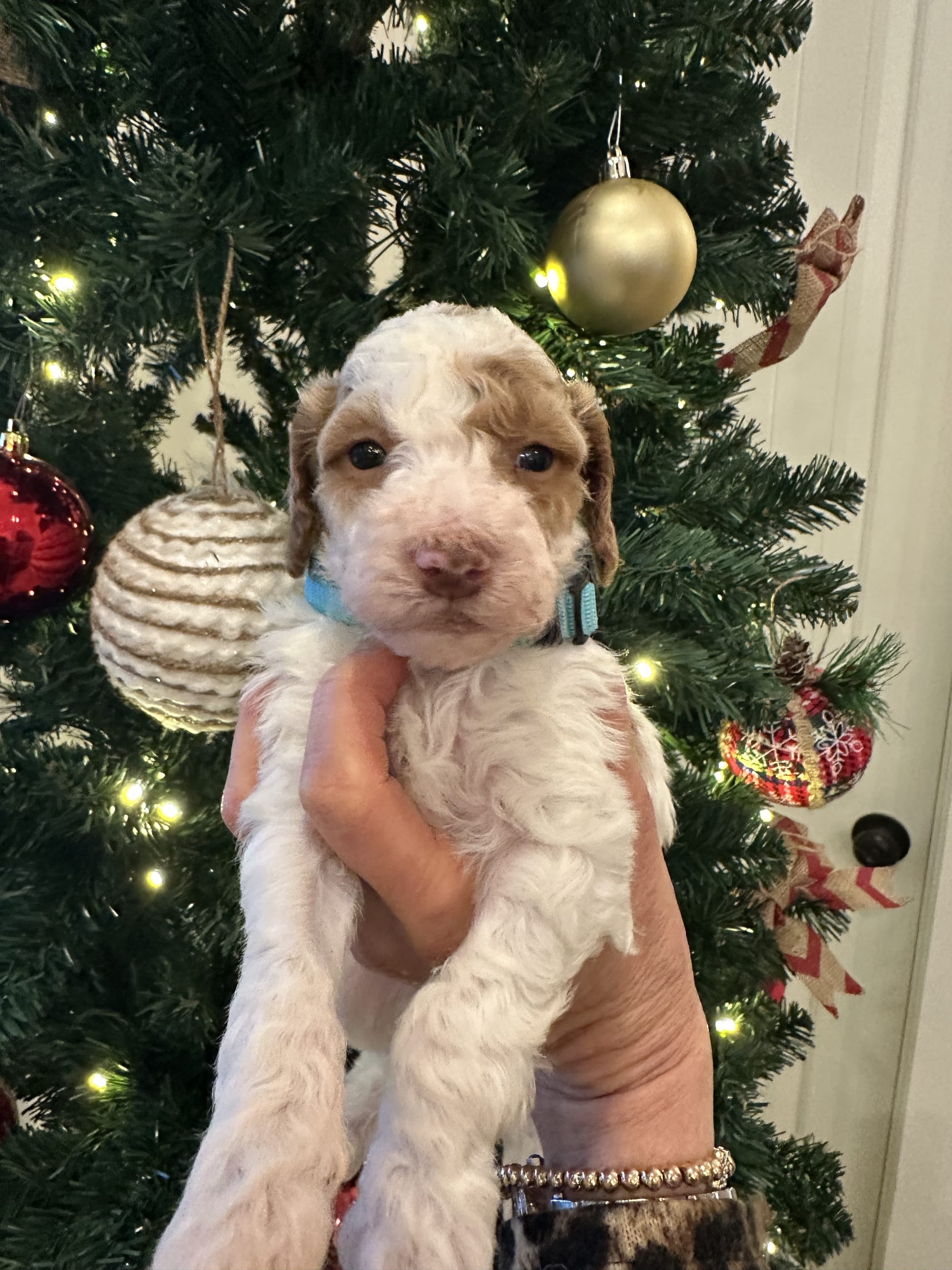 Sophie and Ernie litter December 2025