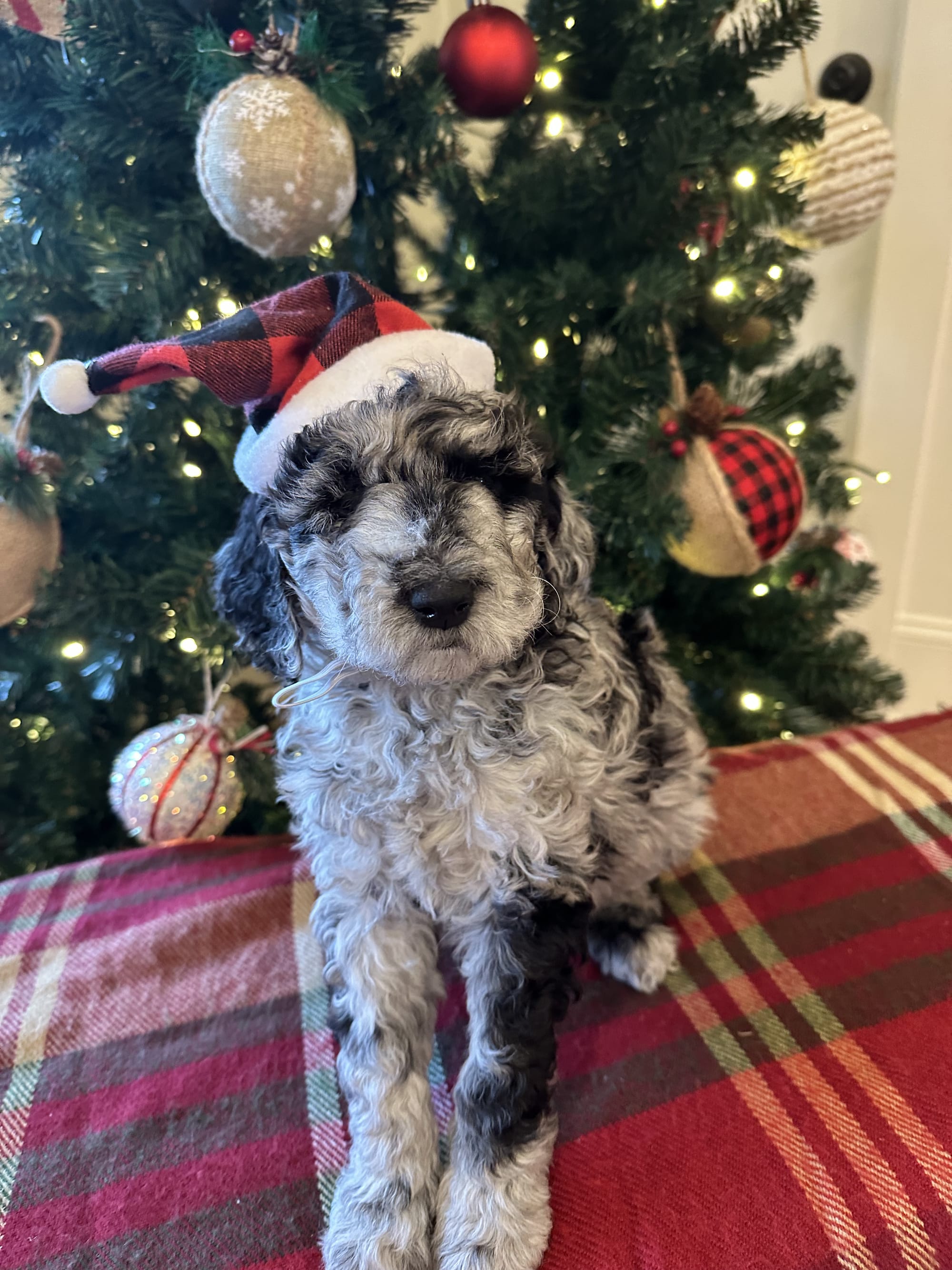 Bella and Bluey's MINI GOLDENDOODLE PUPPIES (GO HOME DECEMBER  12/21/25)