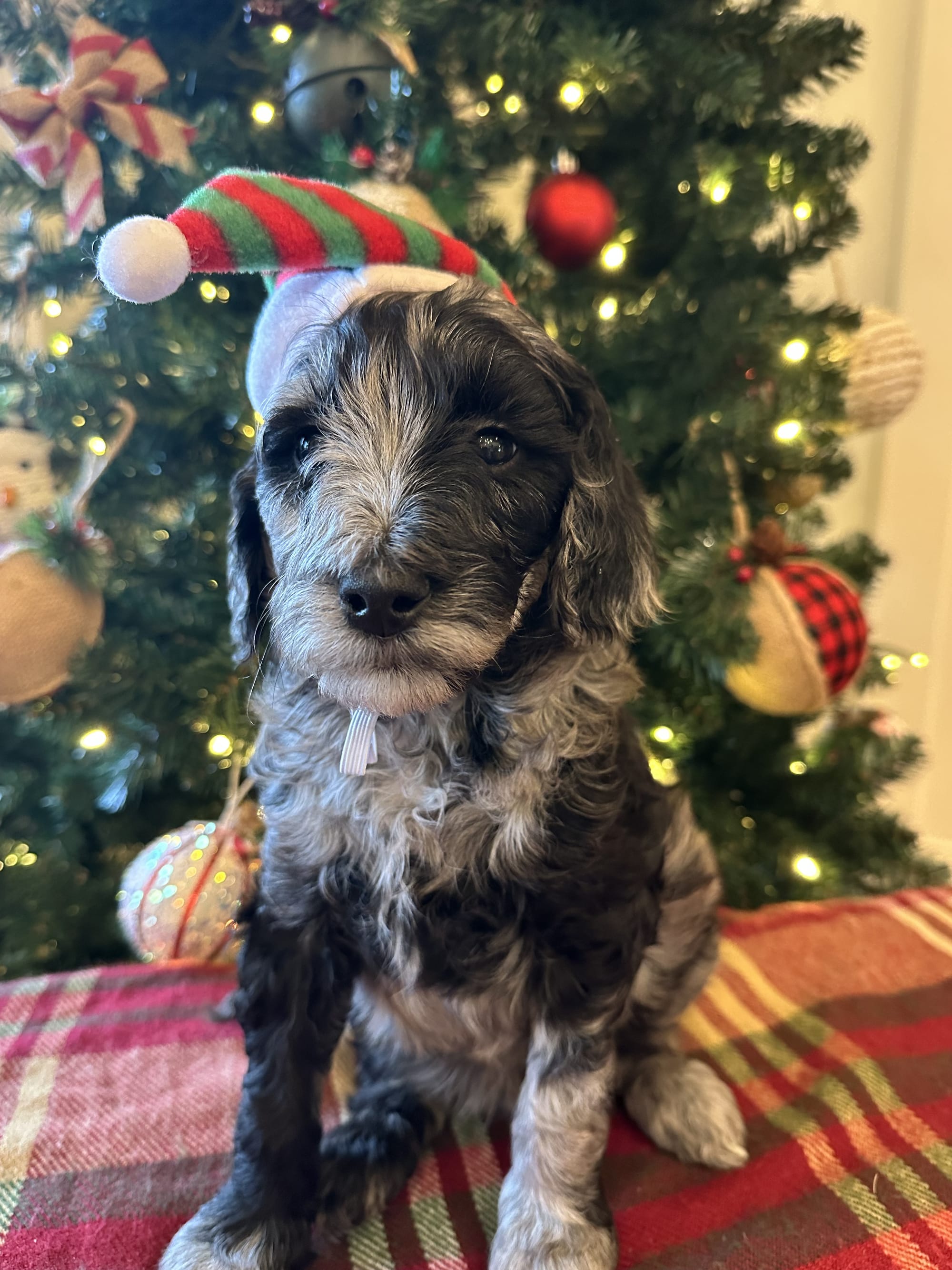 Bella and Bluey's MINI GOLDENDOODLE PUPPIES (GO HOME DECEMBER  12/21/25)