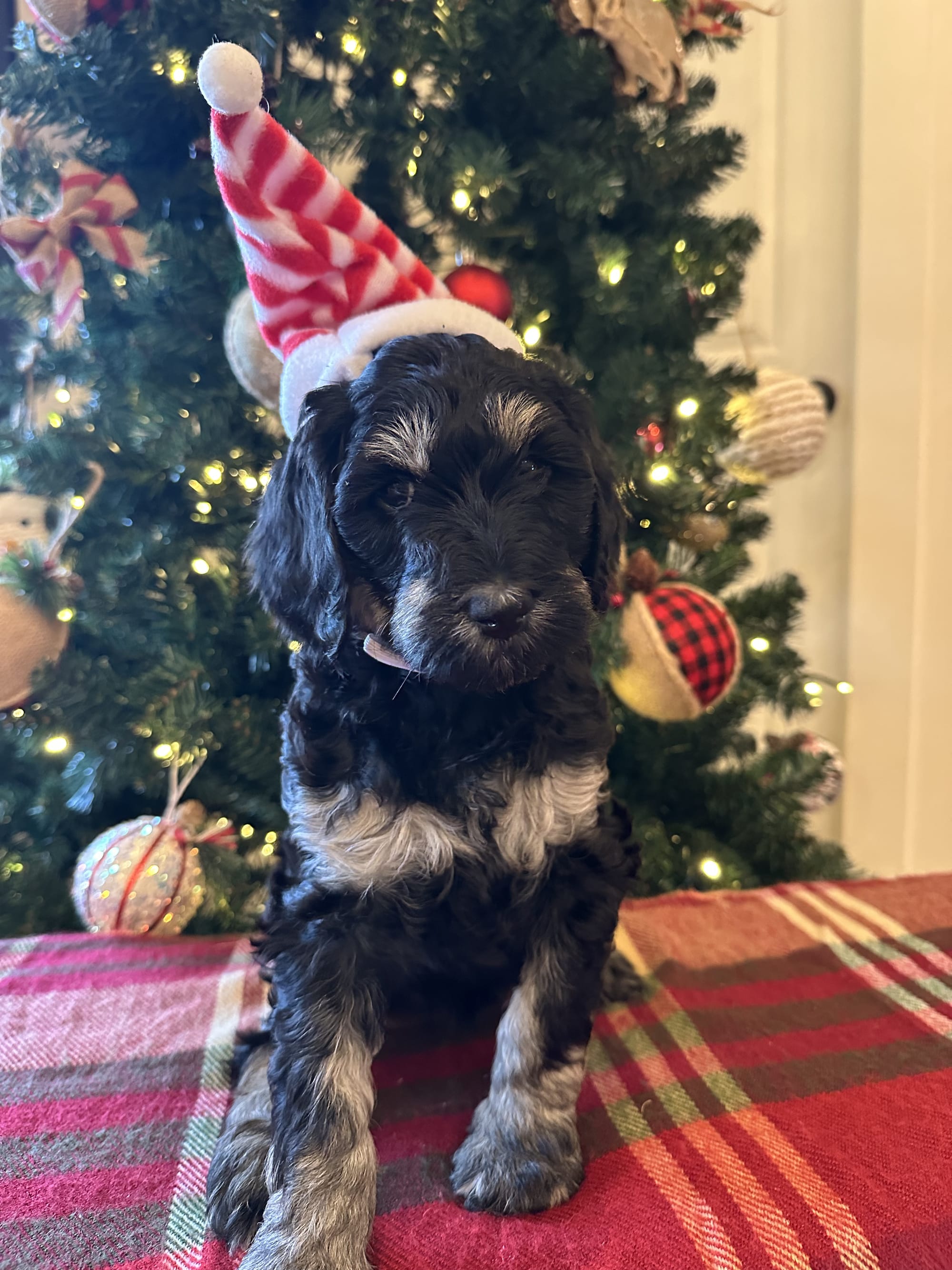 Bella and Bluey's MINI GOLDENDOODLE PUPPIES (GO HOME DECEMBER  12/21/25)