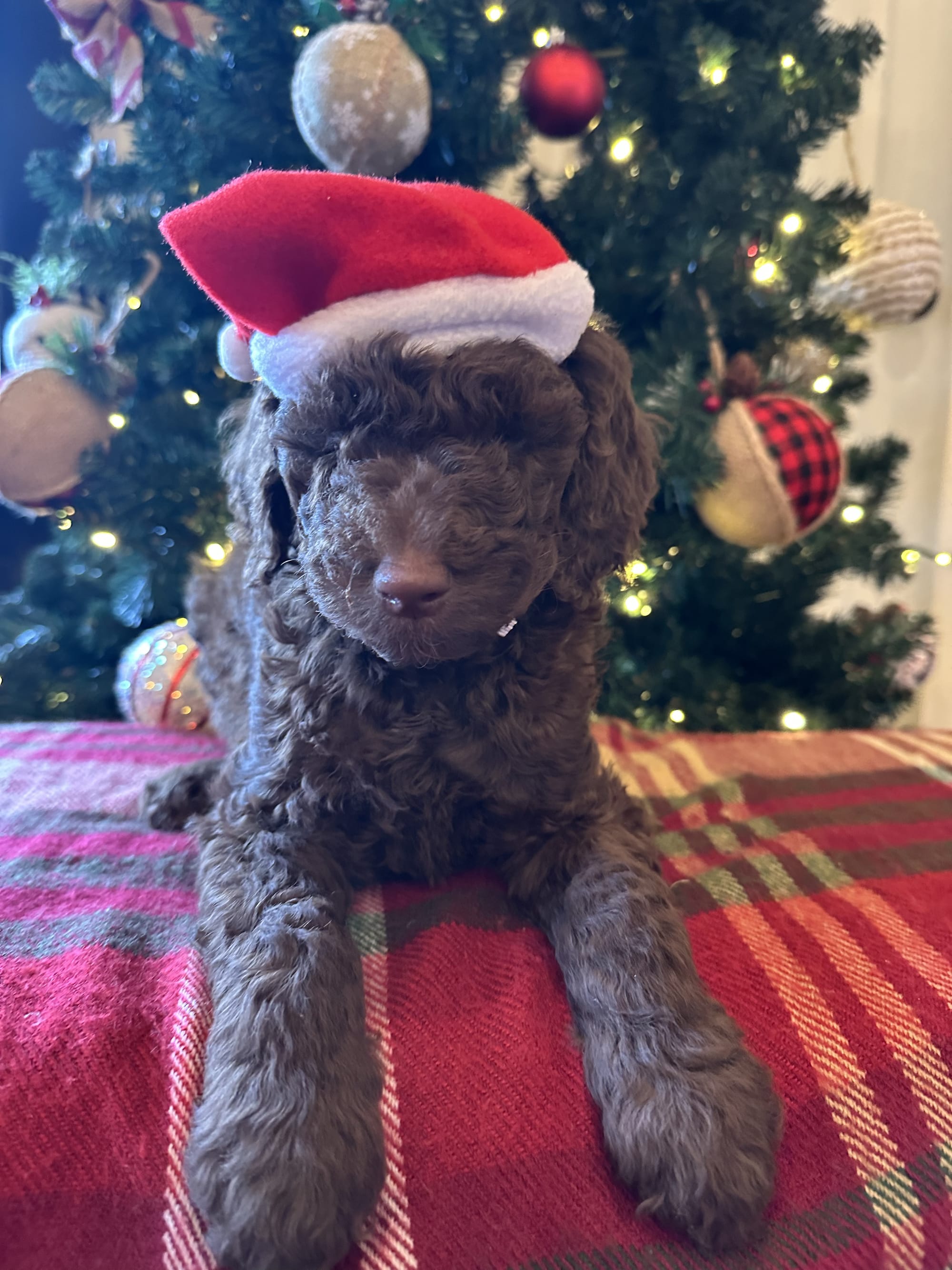 Bella and Bluey's MINI GOLDENDOODLE PUPPIES (GO HOME DECEMBER  12/21/25)